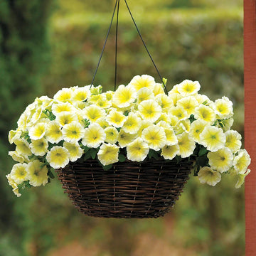 Petunia Seeds – Yellow and White