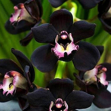 Orchid Seeds – Black