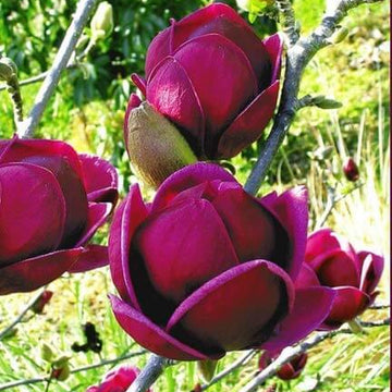 Magnolia Seeds – Purple Yulan