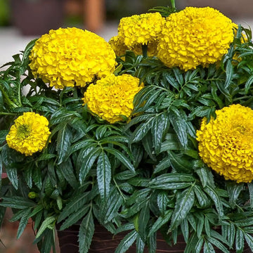 Marigold Seeds – African Yellow