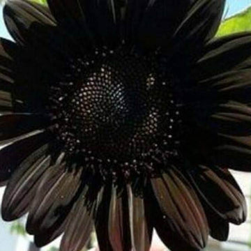 Sunflower Seeds – Deep Black