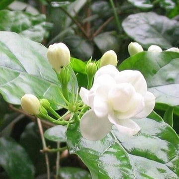 Jasmine Seeds – Arabian Jasminum Sambac