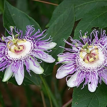 Passion Seeds – Purple Maypop