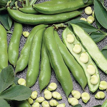 Bean Seeds - Green Aquadulce