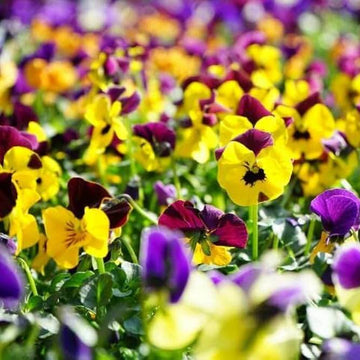 Pansy Seeds – Giant Mix