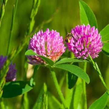 Red Clover Seeds – Monarchs Rose