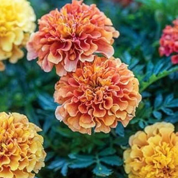 Marigold Seeds – French Strawberry Blonde