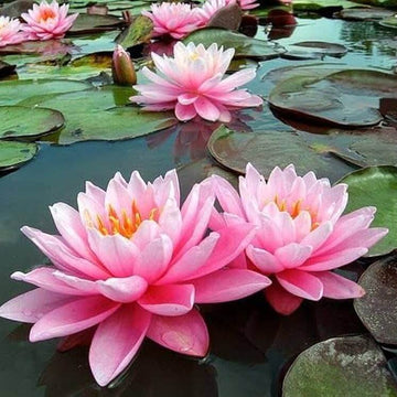 Lotus Seeds – Exquisite Water