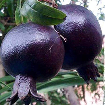 Black Pomegranate Seeds – Fruit Plant