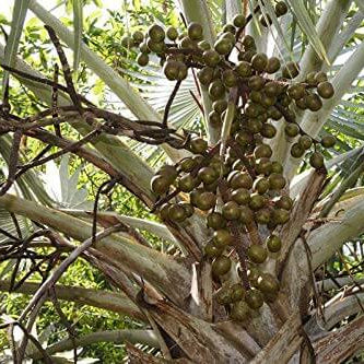 Palm Seeds – Bismarckia Nobilis