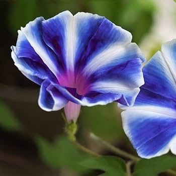 Morning Glory Seeds – Perennial