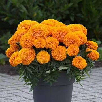 Marigold Seeds – Giant Hybrid