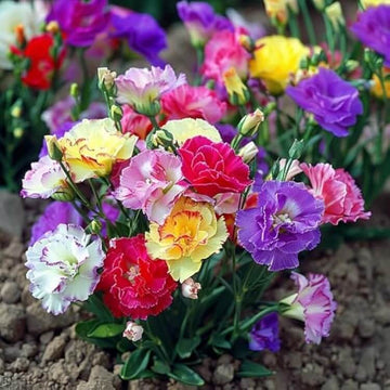 Lisianthus Seeds – Colorful Mix