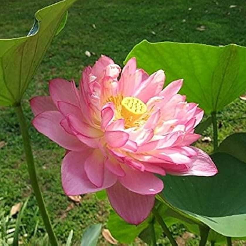 Botan Seed Exquisite Pink Blooms Momo Botan Seeds | Garden Peony