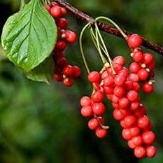 Schisandra Seeds – Wu-Wei-Zi
