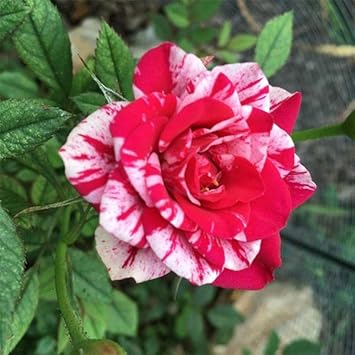 Rosa spp. Seeds – White & Pink Rose Mix