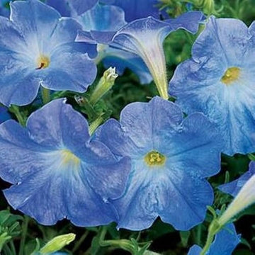 Petunia Seeds – Sky Blue