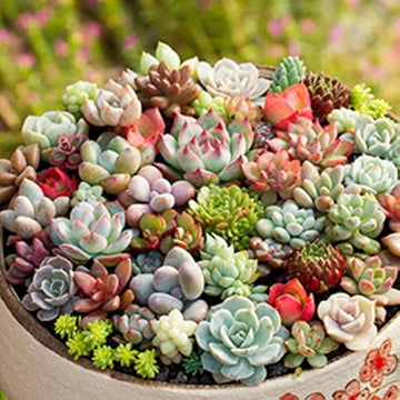 Succulent Seeds – Mixed