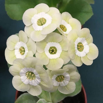 Cream Primula Seeds – Flower Plant