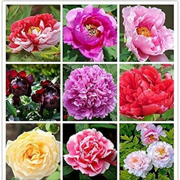 Bi Color Peonies Mixed Colors Peony Seeds | Garden Flower Seeds
