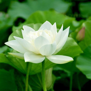 Lotus Seeds – Water Lily