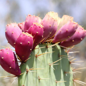 Opuntia Seeds – Pink Spineless