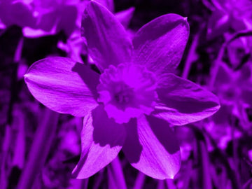Purple Daffodils Seeds - Flower Plant