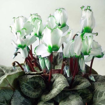 Cyclamen Seeds – Green & White