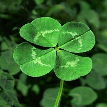 Clover Seeds – Four Leaf