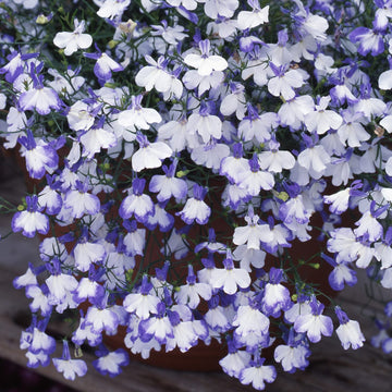 Lobelia Seeds – Blue Splash