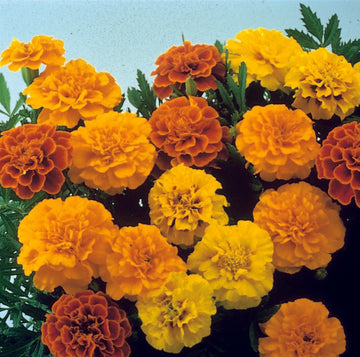 Marigold Seeds - Durango Outback Mix