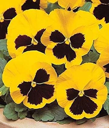 Pansy Seeds – Yellow Trichromatic