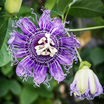 Passion Seeds – Passiflora Incarnata