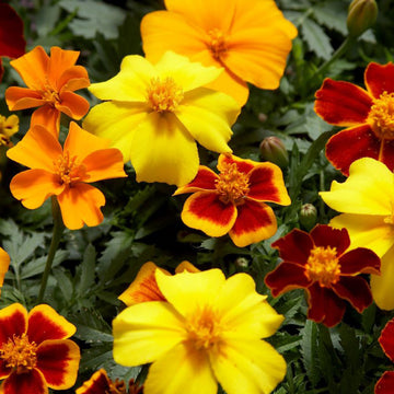 Marigold Seeds – French Disco Mix