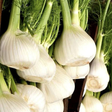 Green White Florence Seeds - Vegetable Plant
