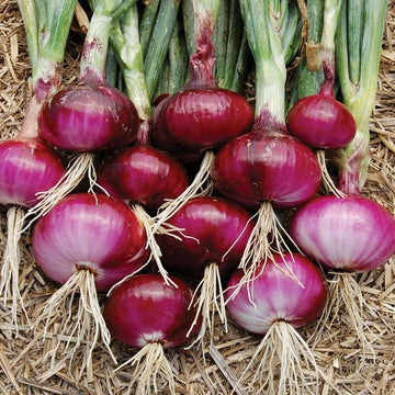Onion Seeds – Red Burgundy