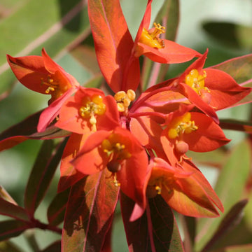 Red Griffithii Wildflower Mix