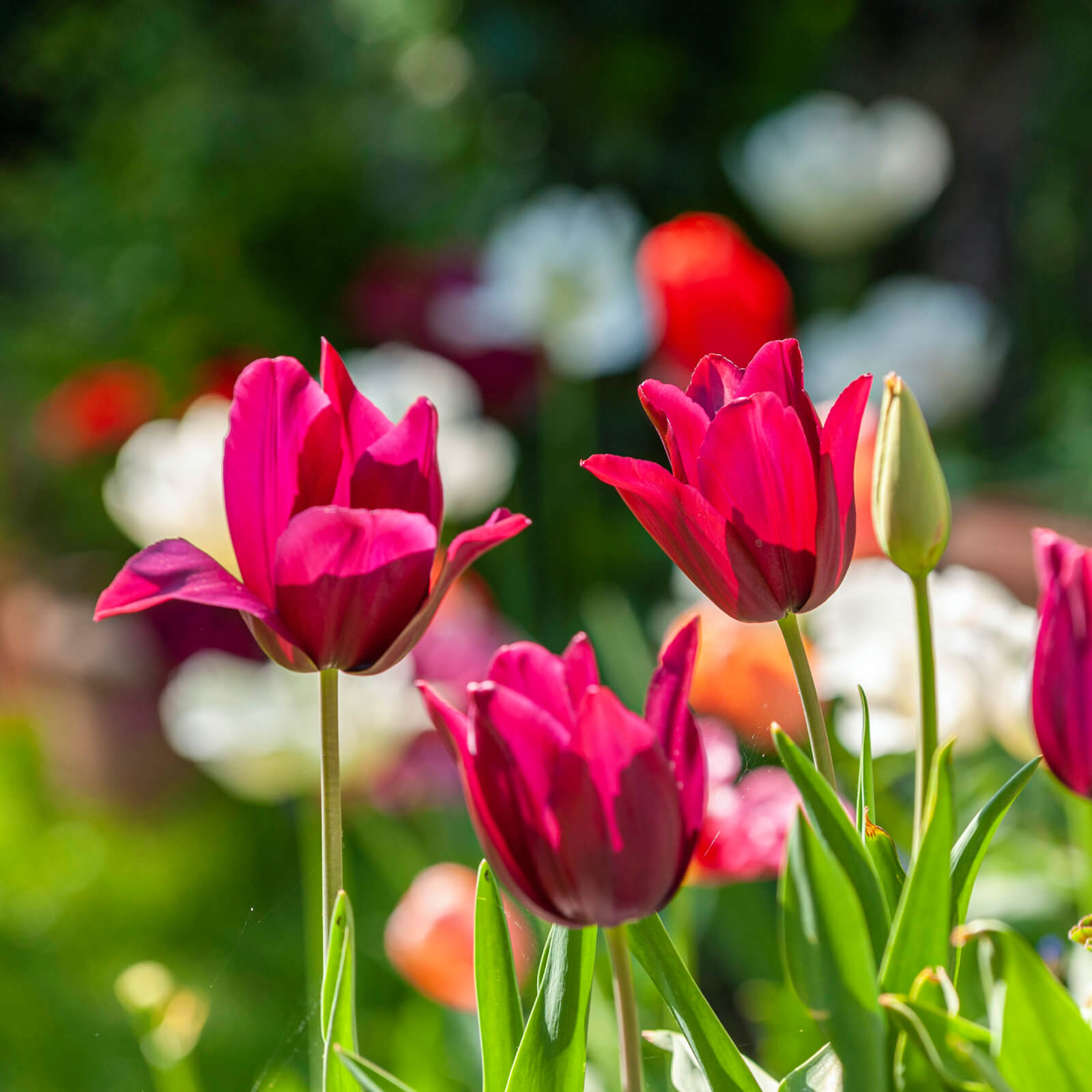 Fringed Tulip Seeds - Flower Plant