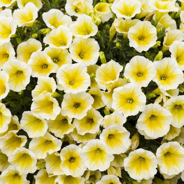 Petunia Seeds - Shock Wave Yellow
