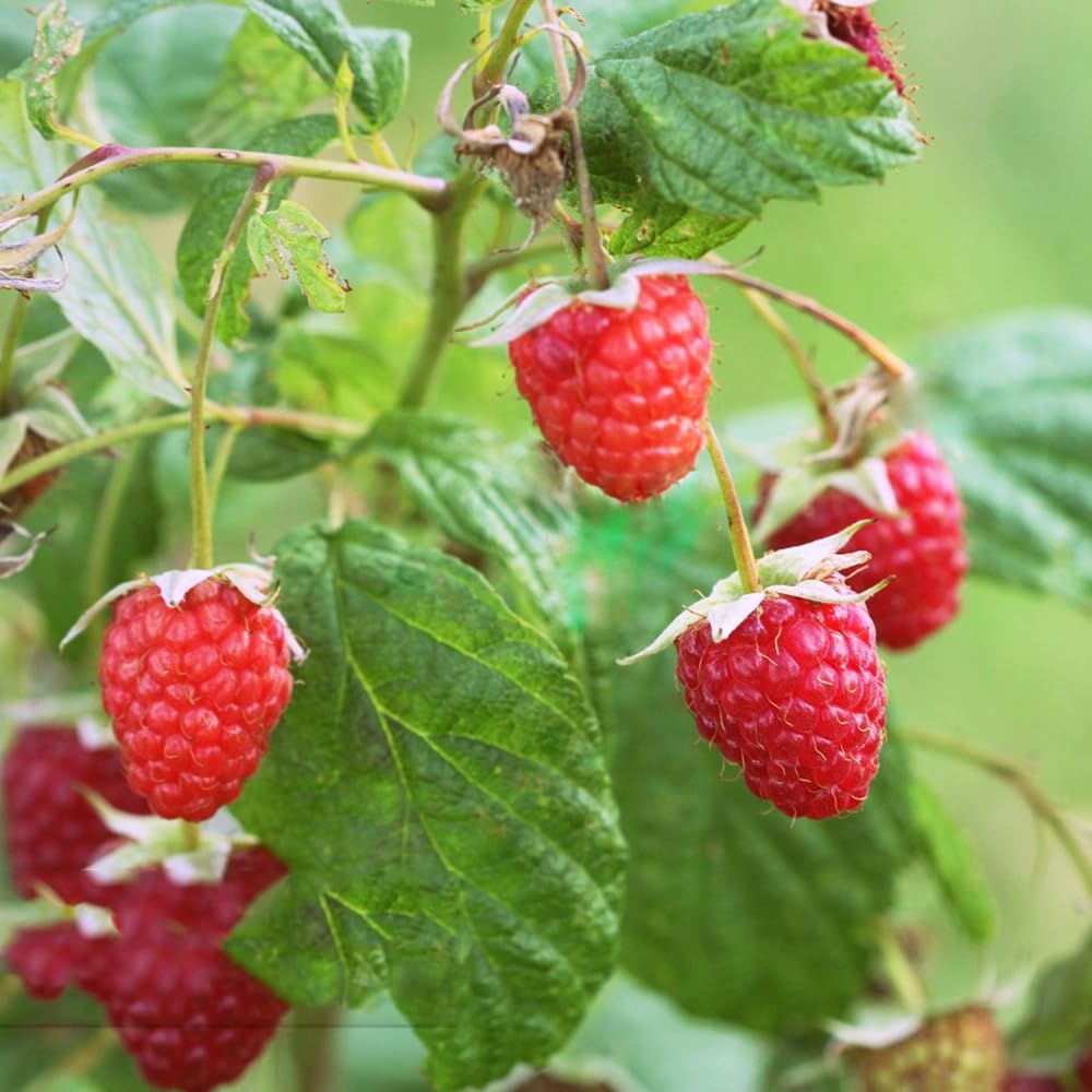 Raspberry Seed Packets Berry Seeds - Raspberry Heirloom