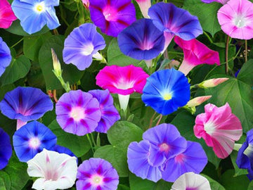 Morning Glory Seeds – Mixed Colors