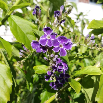 Erecta Duranta Seeds – Flower Plant