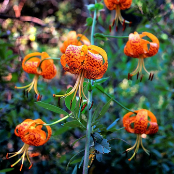Leopard Lily Seeds – Perennial
