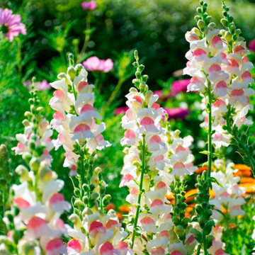 Snapdragon Seeds – Appleblossom