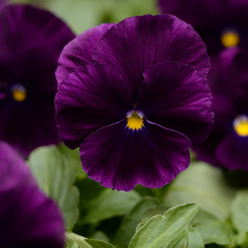 Pansy Seeds – Violet