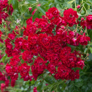 Japanese Rose Seeds – Hardy