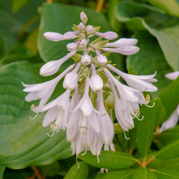 Hardy Plantain Lily Seeds – Flower Plant