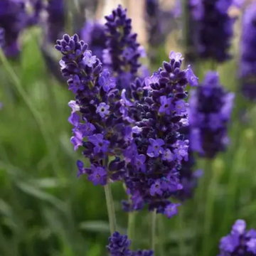Lavender Seeds – Lavandula Angustifolia