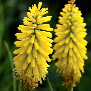 Bright Yellow Hot Poker Seeds – Flower Plant