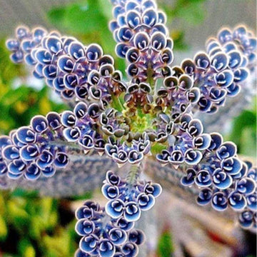 Kalanchoe Seeds –  Dark Blue